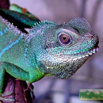 Draco