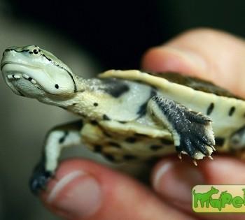 Phrynops hilarii