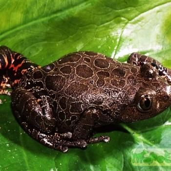 Kassina maculata