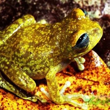 Leptopelis uluguruensis
