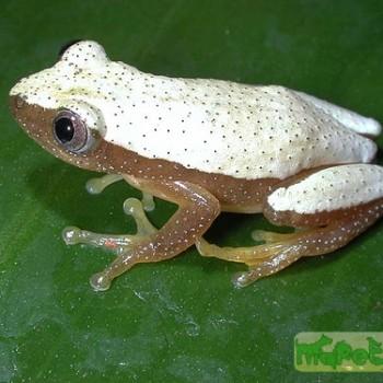 Afrixalus
