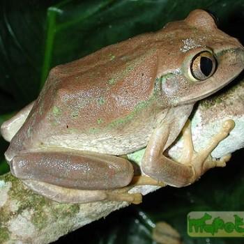 Leptopelis flavomaculatus