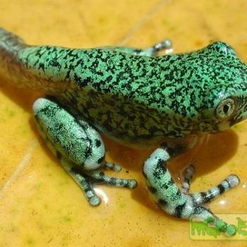 Leptopelis vermiculatus