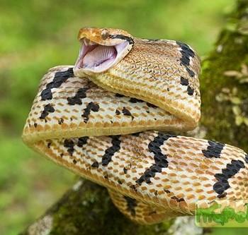 Boiga cynodon