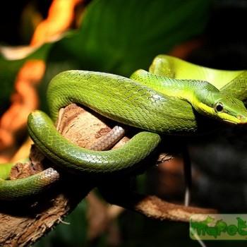 Gonyosoma oxycephalum