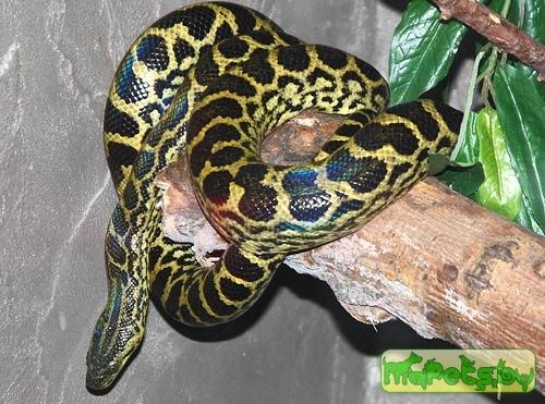 Eunectes notaeus
