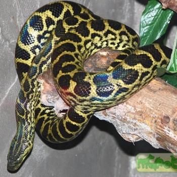 Eunectes notaeus