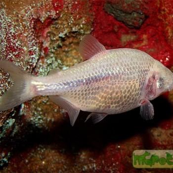 Anoptichthys jordani
