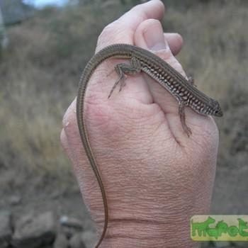 Latastia longicaudata
