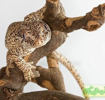 Rhacodactylus auriculatus