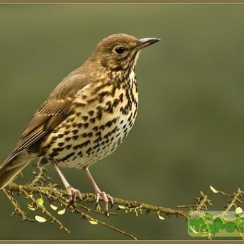 turdus