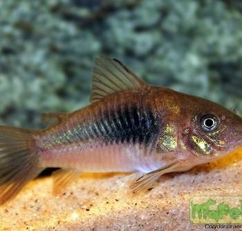 Corydoras aeneus