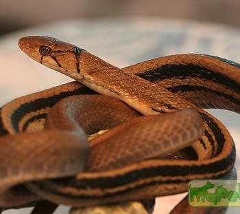 Elaphe radiata