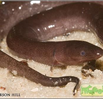 Amphiuma