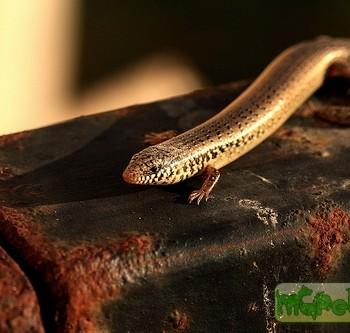 Chalcides ocellatus