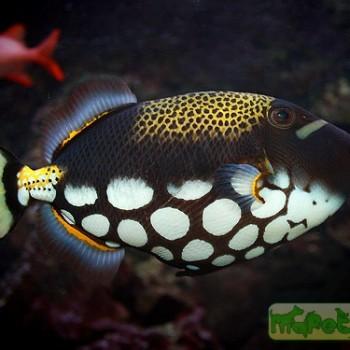 Balistoides conspicillum