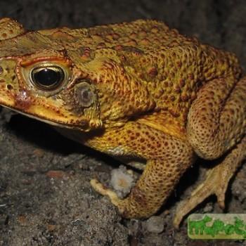 Bufo marinus