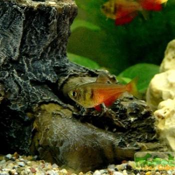Hyphessobrycon flammeus