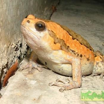 Kaloula pulchra