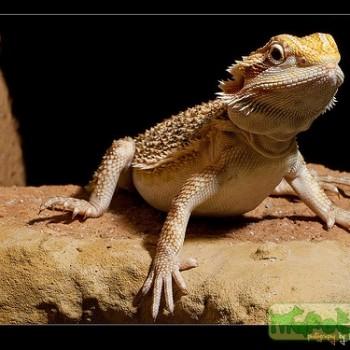 Pogona vitticeps
