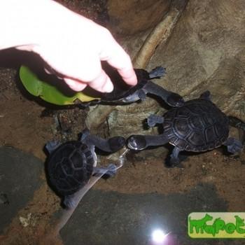 Chelodina longicollis