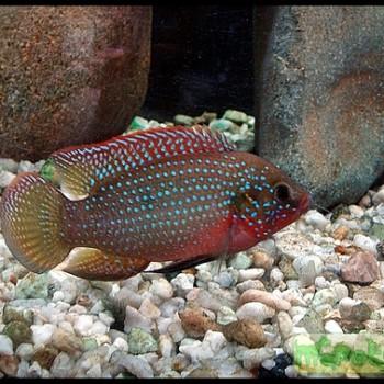Hemichromis bimaculatus