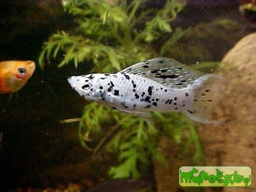 Poecilia latipinna