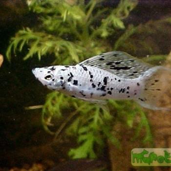 Poecilia latipinna