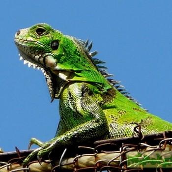 Iguana iguana