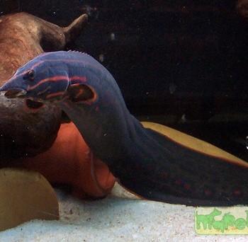 Mastacembelus erythrotaenia