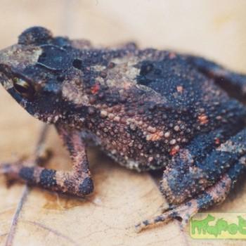 Ingerophrynus parvus