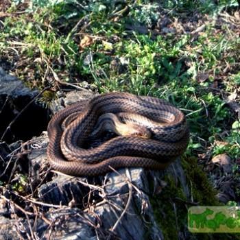Elaphe quadrivirgata