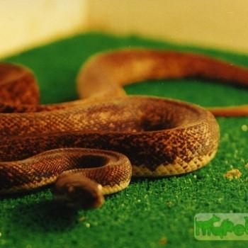 Liasis mackloti