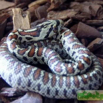 Elaphe situla