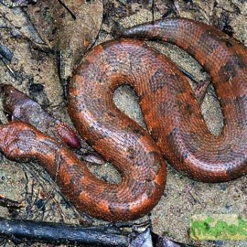 Candoia aspera
