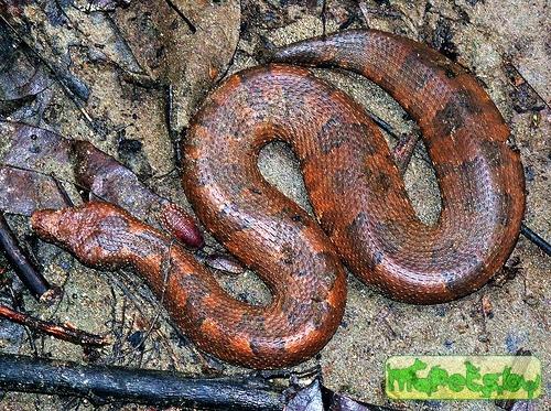 Candoia aspera