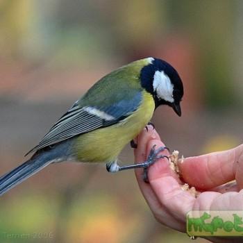 Parus major