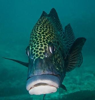 Plectorhynchus chaetodonoides