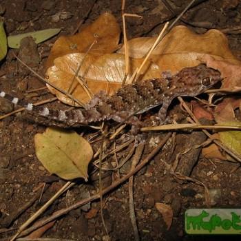 Pachydactylus turneri