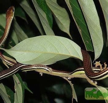 Dendrelaphis caudolineatus