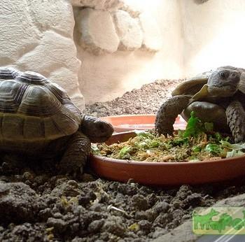 Testudo ibera