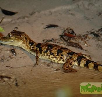 Caiman crocodilus