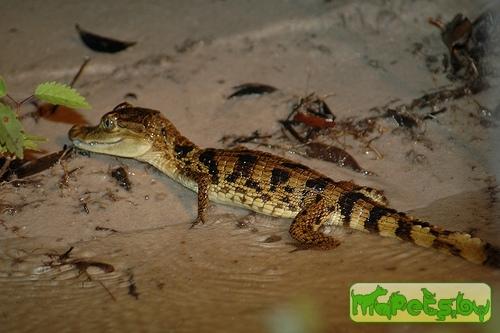Caiman crocodilus