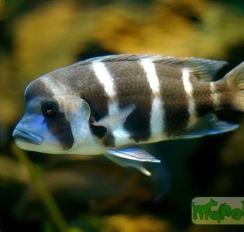 Cyphotilapia frontosa
