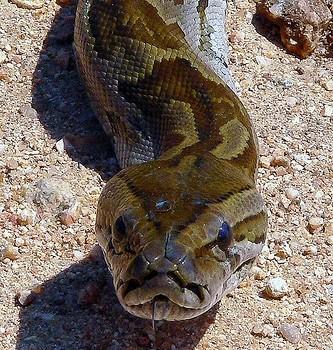 Python sebae