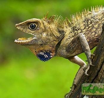 Gonocephalus bellii