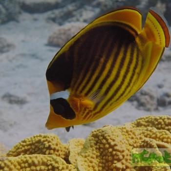 Chaetodon fasciatus