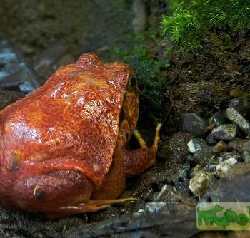 Dyscophus guineti