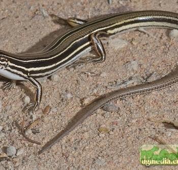 Ctenotus spaldingi
