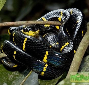 Boiga dendrophila